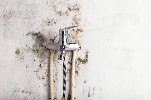 Best Commercial Mold Removal  in Milford, NE