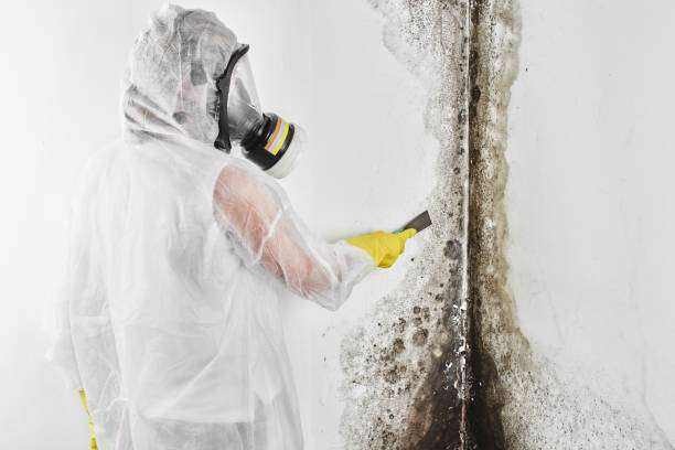 Best Mold Inspection  in Milford, NE