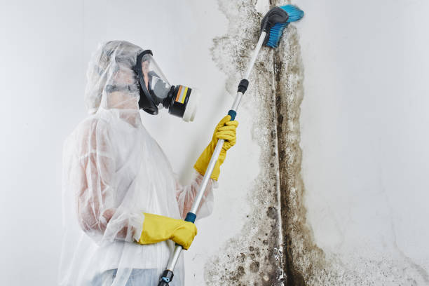 Reliable Milford, NE Mold Removal Solutions