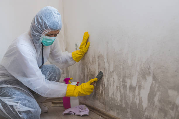 Best Certified Mold Removal  in Milford, NE