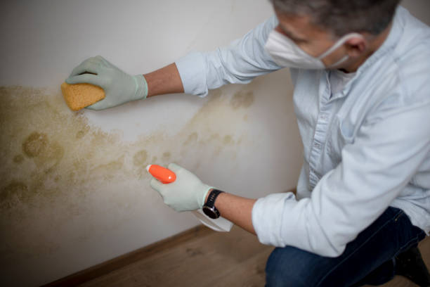 Best Black Mold Removal  in Milford, NE
