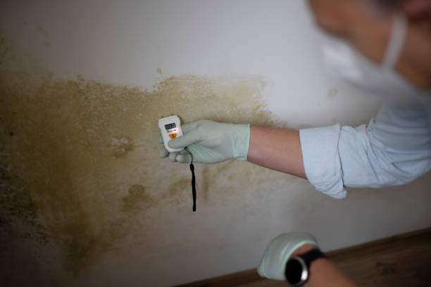 Best Residential Mold Removal  in Milford, NE