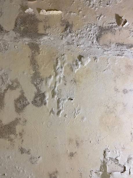 Best Mold Damage Repair  in Milford, NE