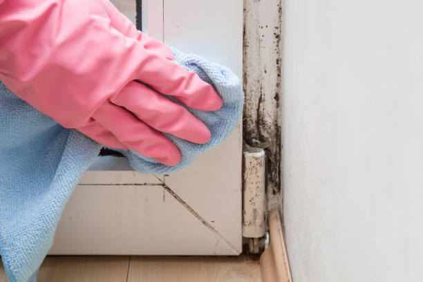 Mold Removal and Inspection in Milford, NE