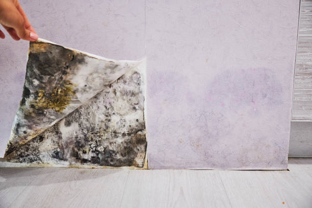 Best Affordable Mold Removal  in Milford, NE